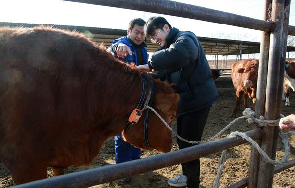 杨凌科技引领“未来牧场”加“数”发展 肉牛“智能穿戴”落地合阳(图3)