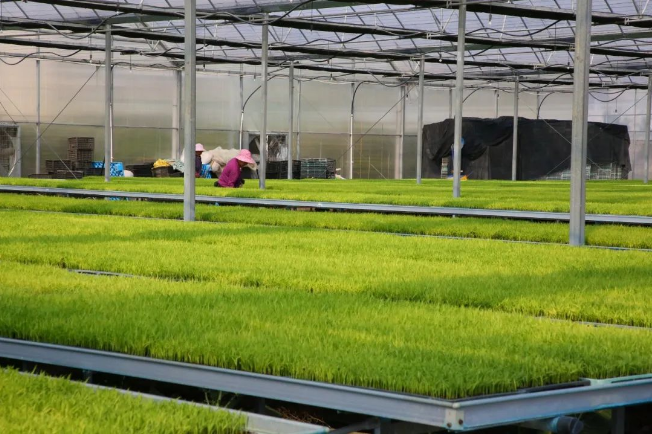 AI+农业一场静悄悄的绿色革命已开始！(图1)